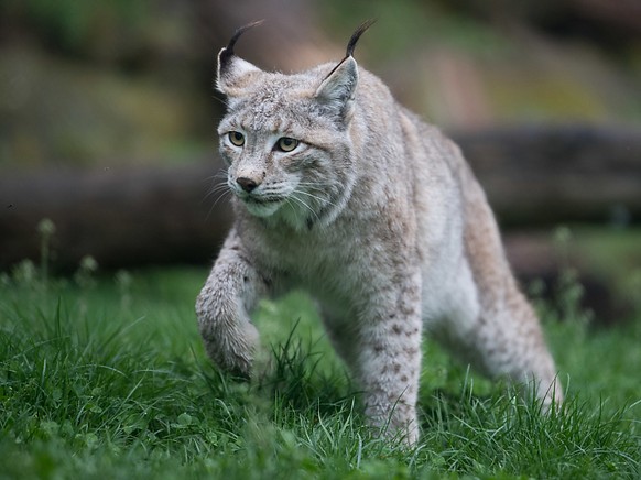 Mutmasslich ein Luchs hat am Niesen im Berner Oberland elf Schafe gerissen. (Themenbild)