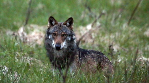HANDOUT THEMENBILD ZUR SESSION THEMA WOLF UND JAGDGESETZ - Ein Wolf, mutmasslich &quot;M35&quot;, aufgenommen beim Dorfeingang von Bellwald im Obergoms, Wallis, am 28. Mai 2013. (KEYSTONE/Marco Schmid ...