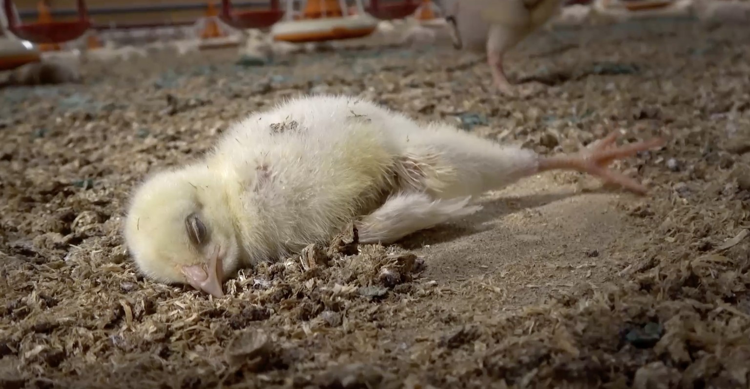 Die Migros will die heimlich gefilmten Aufnahmen aus dem Wallis nicht kommentieren.