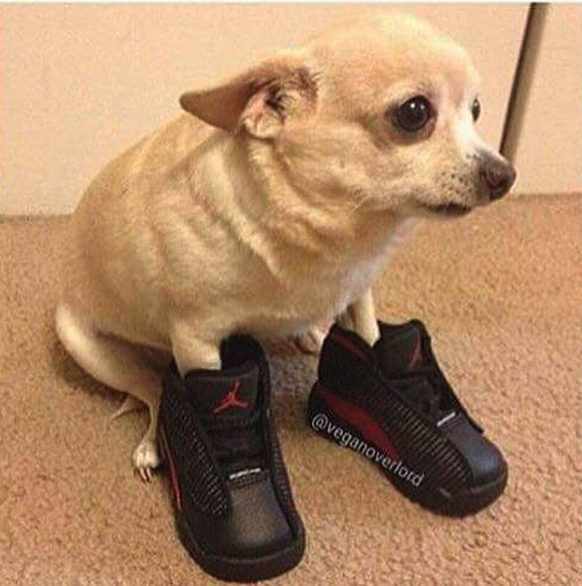 Hund mit Schuhen
Cute News
https://imgur.com/gallery/supzo