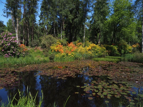 7 Orte in der Schweiz, die du jetzt endlich einmal entdecken kannst!
Das Seleger Moor bei Rifferswil ist gerade im Frühjahr wunderschön wenn die Rhododendren und Azaleen blühen

https://www.selegerm ...