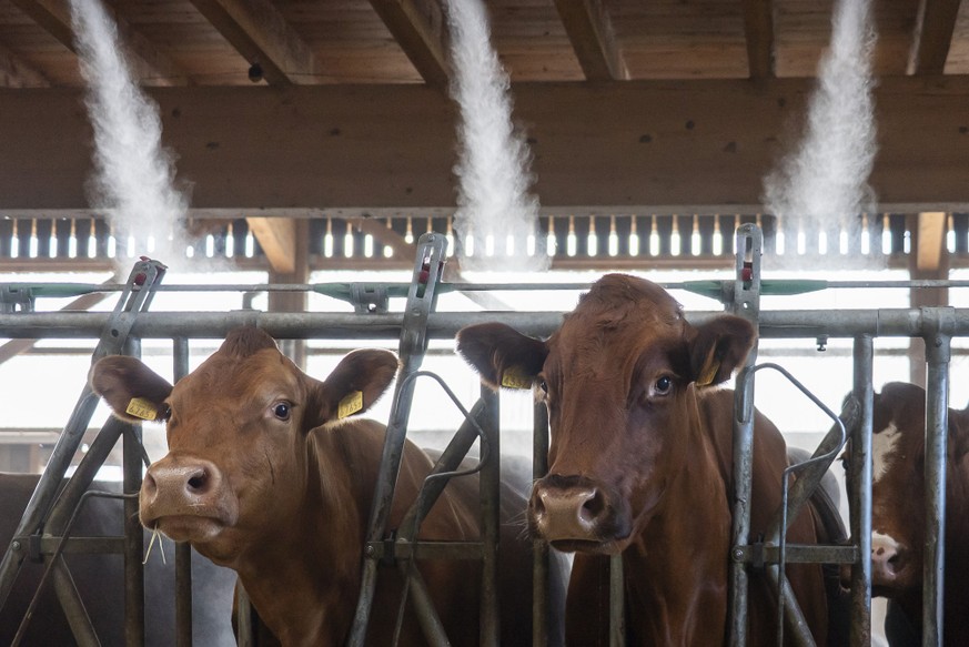 KEYPIX - Des vaches se rafraichissent sous des brumisateurs d'eau installes dans une etable afin de mieux supporter les episodes de fortes chaleurs ce vendredi 26 juin 2026 a Oulens-sous-Echallen ...