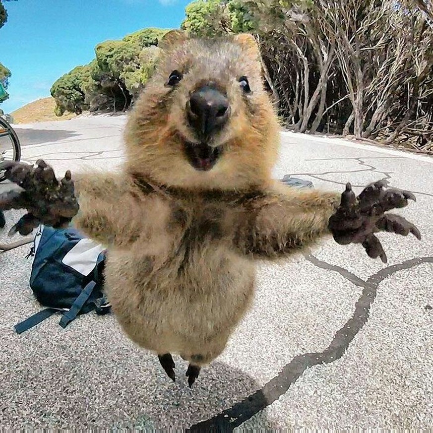 Hier kommen die lustigsten Tier-Bilder der Woche – Fails inklusive! 😸