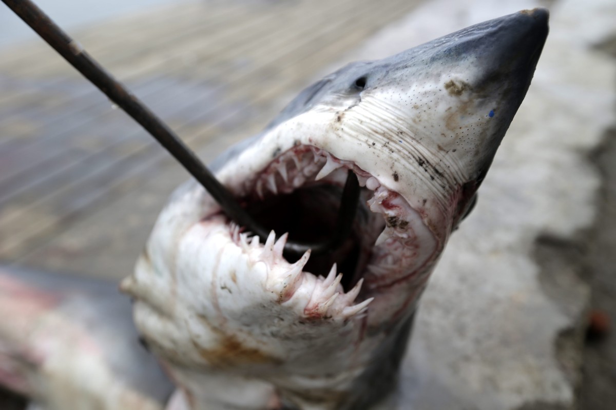 epa04450384 YEARENDER 2014 SEPTEMBER
A baby shark is hauled onto a rickshaw for transportation to the fish market in Banda Aceh, Indonesia 14 September 2014. New Convention on International Trade in  ...