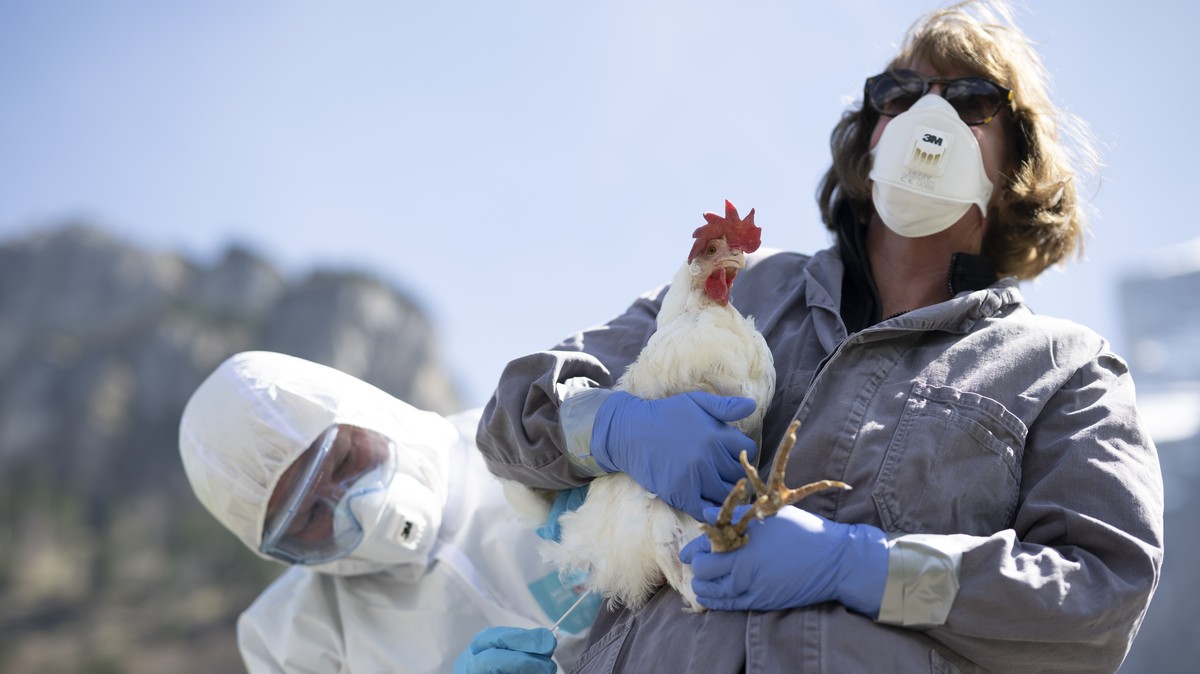 Pela primeira vez, pessoas sem contato com animais adoecem
 #ÚltimasNotícias #Suiça
