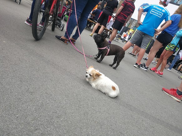 Wings for Life World Run 2018 Zug Hund