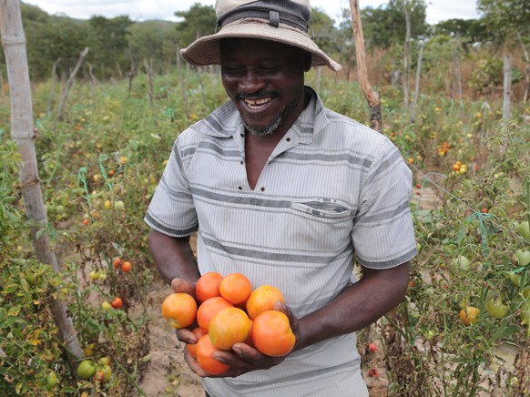 epa09255329 Desderio Mubaiwa holds tomatoes from her farm in Domboshawa, Zimbabwe, 08 June 2021. Most rural Zimbabweans are into small scale farming business and make a living from it. EPA/AARON UFUME ...