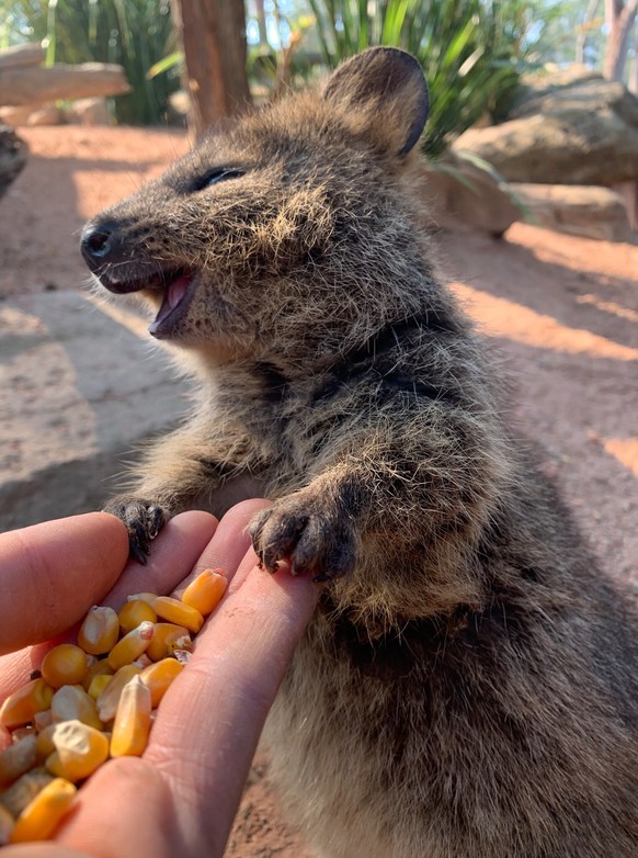 Australien Tiere