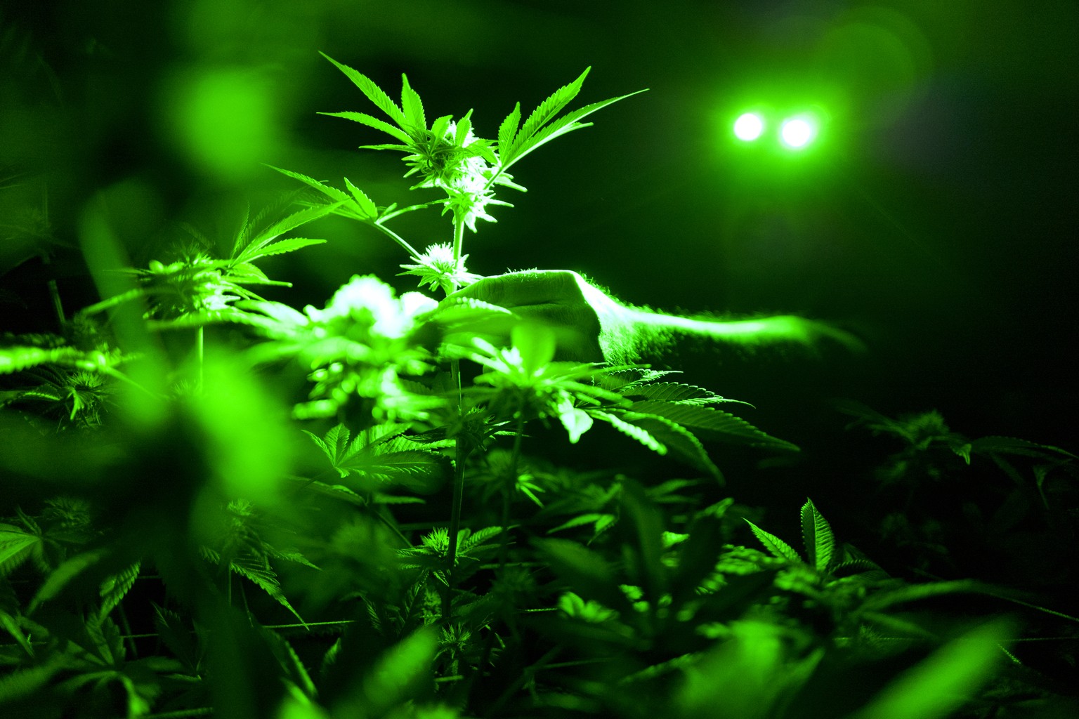 FILE - This May 20, 2019, file photo shows marijuana plants in a grow room using green lights during their night cycle in Gardena, Calif. An alliance of large cannabis businesses in the growing global ...