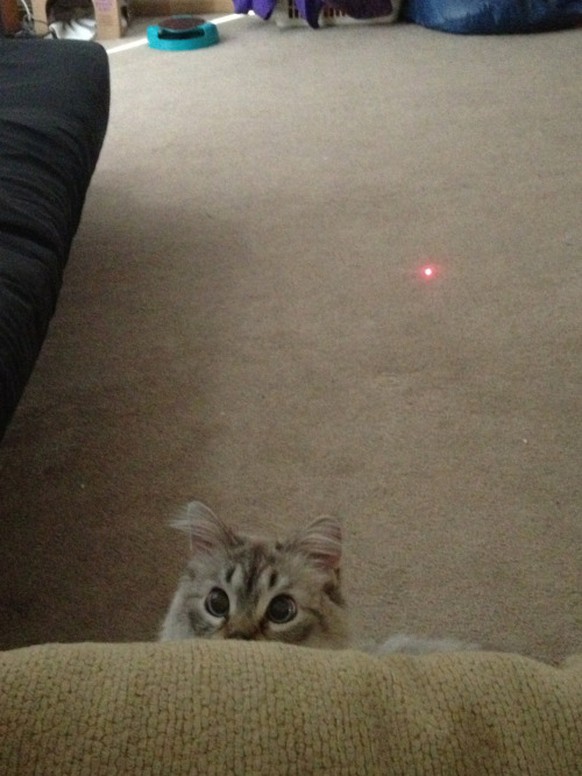 Katze hat herausgefunden, wo das Licht des Laserpointers herkommt.