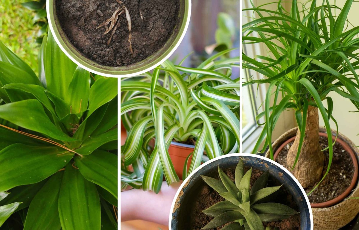 Pas la main verte? Voici 10 plantes qui vous survivront
