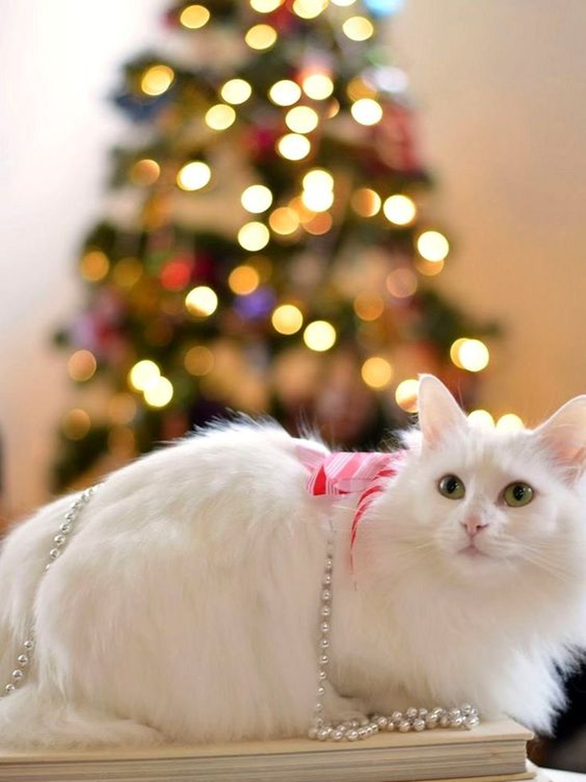 weisse Katze Christbaum

https://www.pinterest.com/pin/407153622548056254/