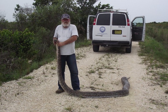 Wildhüter fingen das 4,78 Meter lange Python-Weibchen am 3. Juni 2013. Jetzt beschäftigen sich Forscher mit dem Tier, das so ungewöhnlich viel gefressen hat.