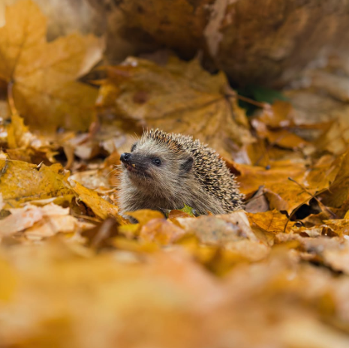 Igel mit Blättern

https://www.instagram.com/p/DeoydlcDSgO/?utm_source=ig_web_copy_link&amp;dlrf=NTc4MTIwNjQ2YQ==