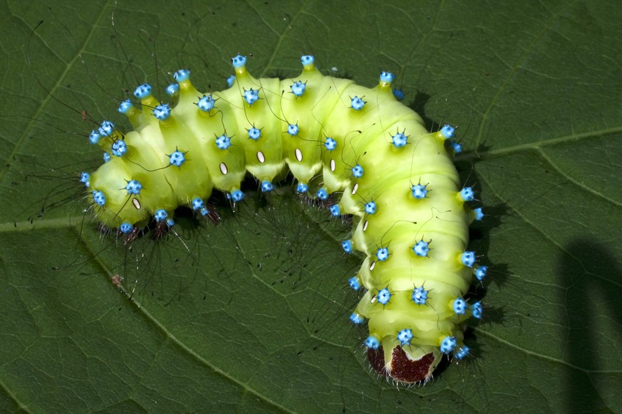 Grosses Nachtpfauenauge Raupe