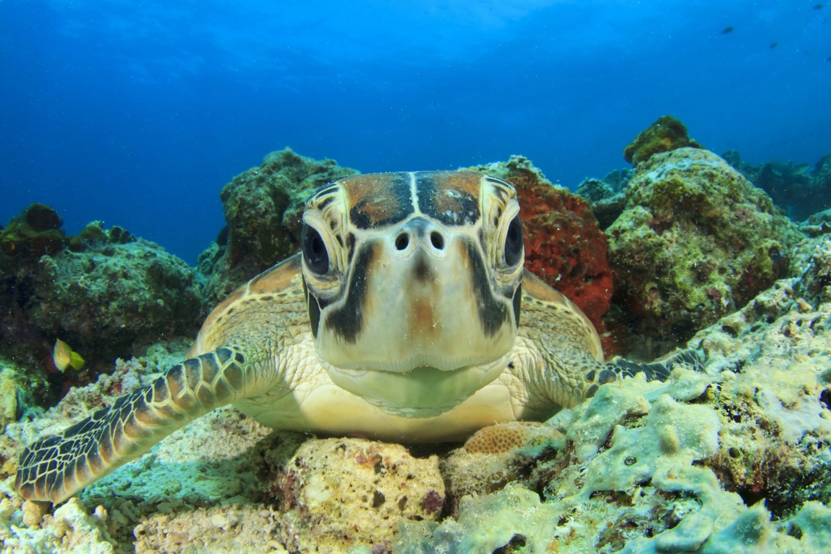 Schildkröte Unter Wasser