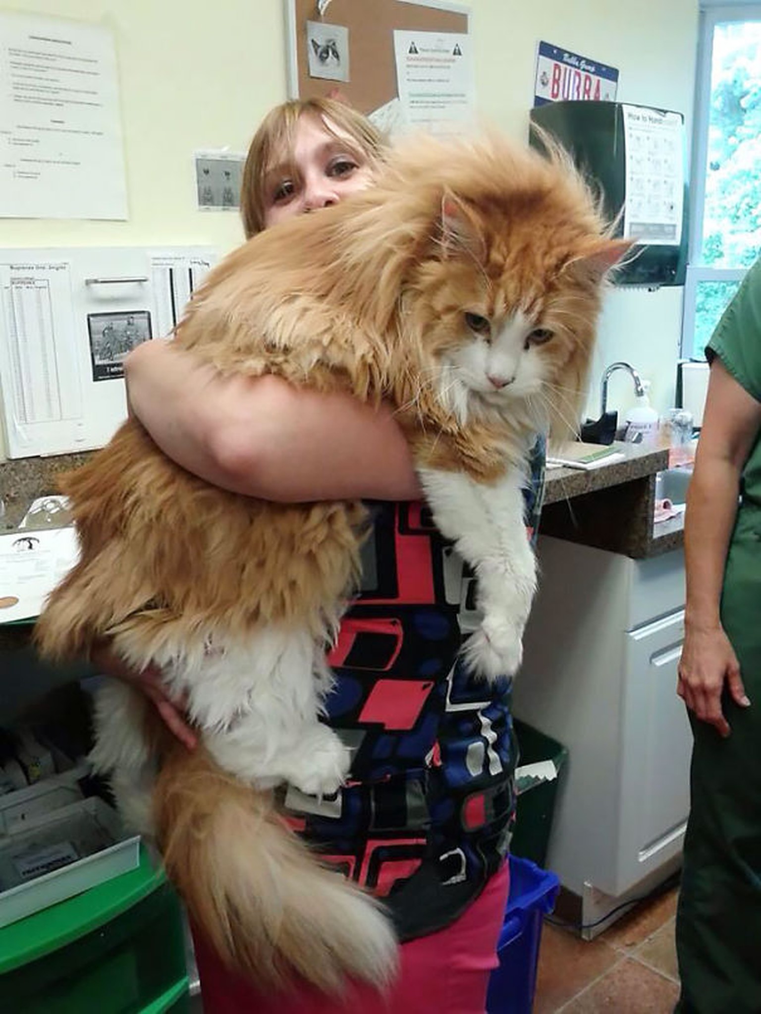 11 Flauschige Und Susse Katzen Watson