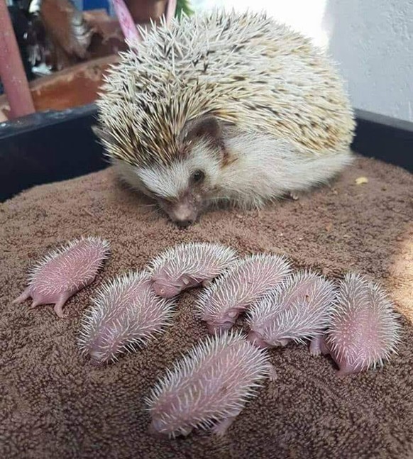 cute news animal tier igel

https://www.reddit.com/r/NatureIsFuckingLit/comments/sbx6fs/mother_hedgehog_with_new_born_babies/