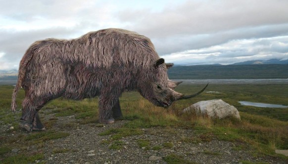 Das Wollhaarnashorn durchstreifte vor rund 20'000 Jahren die Gegend von Härkingen.