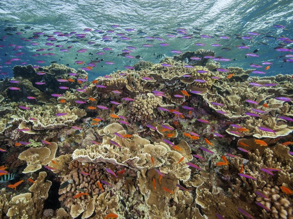 In this photo provided by the Great Barrier Reef Marine Park Authority small fish school in waters of Ribbon Reef No 10 near Cairns, Australia, Sept. 12, 2017. The Australian government on Friday, Jan ...