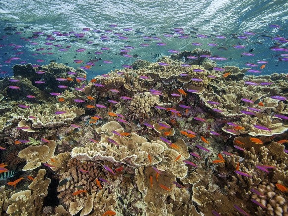 In this photo provided by the Great Barrier Reef Marine Park Authority small fish school in waters of Ribbon Reef No 10 near Cairns, Australia, Sept. 12, 2017. The Australian government on Friday, Jan ...