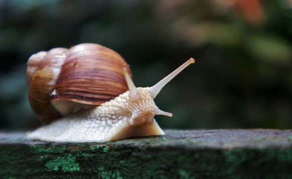 Weinbergschnecke Shutterstock