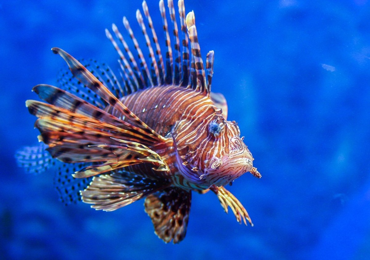 Un poisson-lion, nommé également la rascasse volante