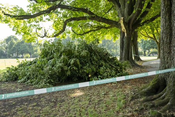 Ein Bereich unter grossen Baeumen mit abgebrochenen und vorsorglich abgeholzten Aesten ist gesperrt im Schuetzenmattpark in Basel, am Donnerstag, 30. Juli 2026. (KEYSTONE/Georgios Kefalas)