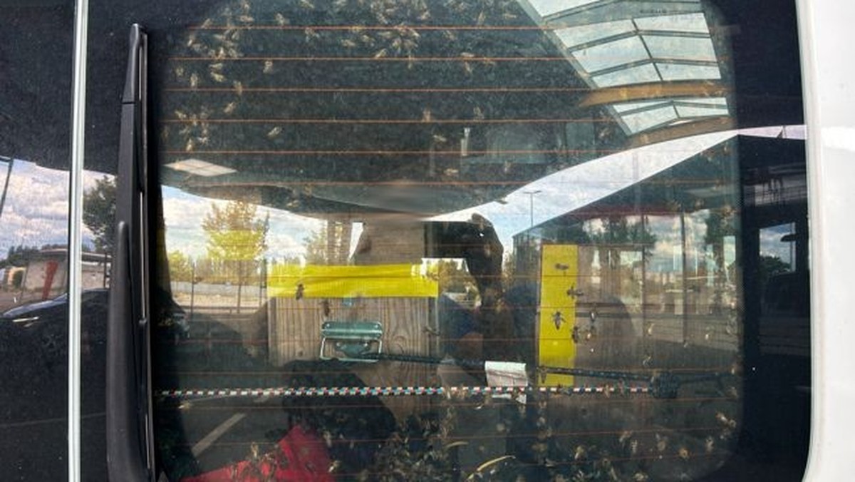 TG: fourgon intercepté à la douane avec 40 colonies d'abeilles