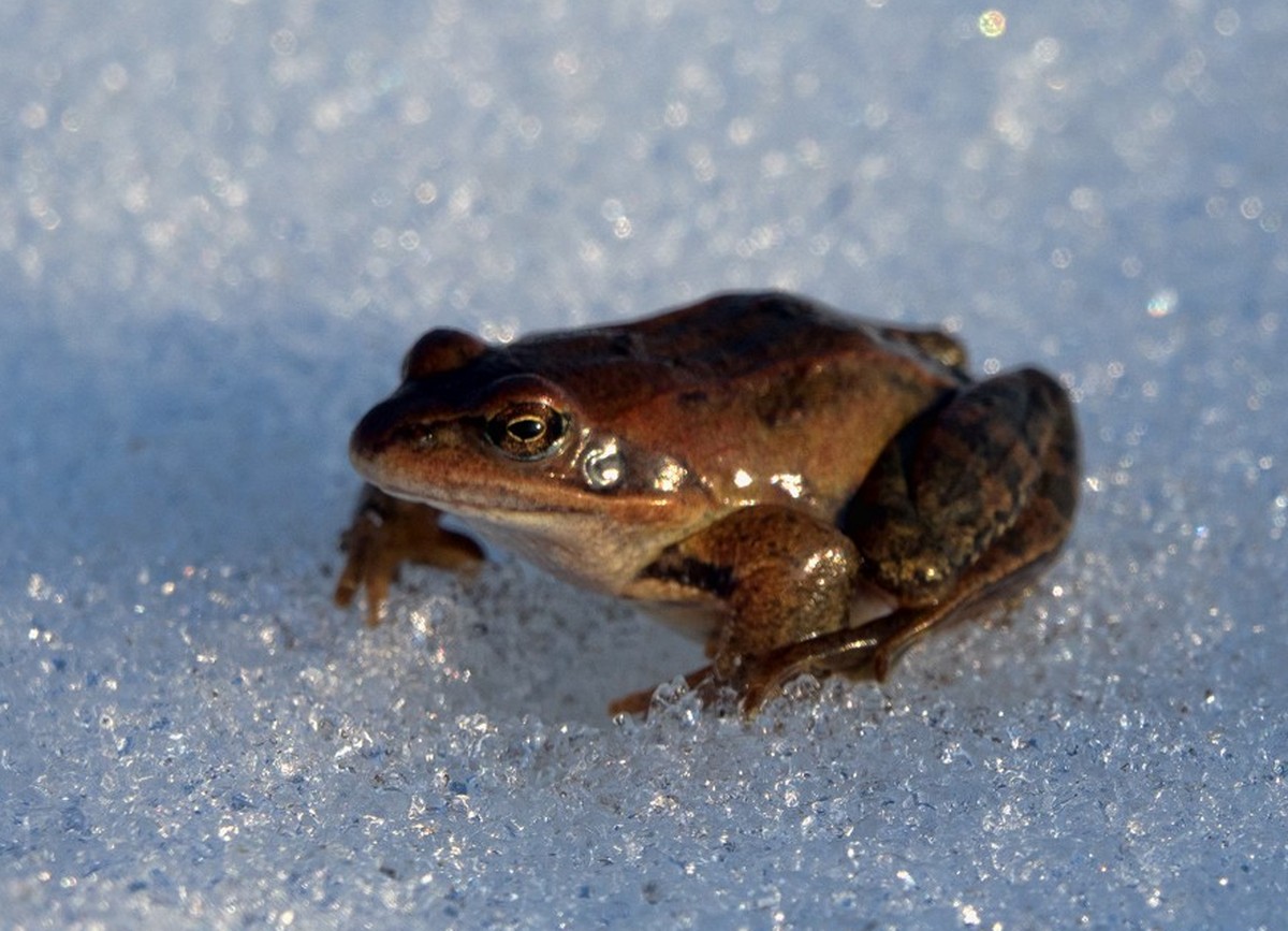 This Moor frog (Rana arvalis) woke up in early spring and makes the transition from the hibernating pond through the snow on a sunny day xkwx hibernation pond, winter pond, Moor frog, Rana arvalis, wo ...