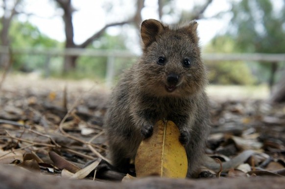 Quokka mit Blatt