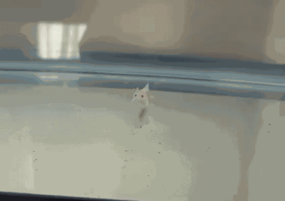 Animiertes GIF