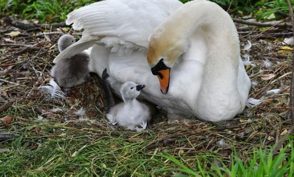 Da war noch alles gut: Die Kleinen mit der Mama.