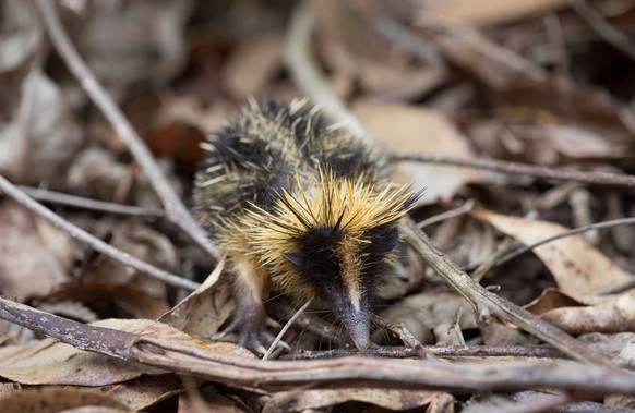 Lowland streaked tenrec
https://www.flickr.com/photos/alanharper/15895244815/in/photolist-6dJkoy-DvsUE7-7zjLLH-78roar-6Wo4Tc-fH9faD-7C3g3P-7CqQZM-phdbjX-pWcbqg-qdBhv6-pWcazP