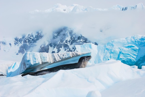 23 Fotos, die im perfekten Moment aufgenommen wurden\nIn der Antarktis gelang mir dieses Bild mit dem Seeleoparden. 
