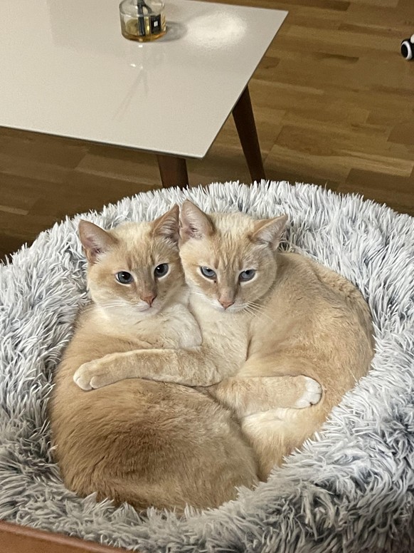 cute news tier katzen

https://www.reddit.com/r/aww/comments/15kujkv/oc_my_gfs_twin_cats/