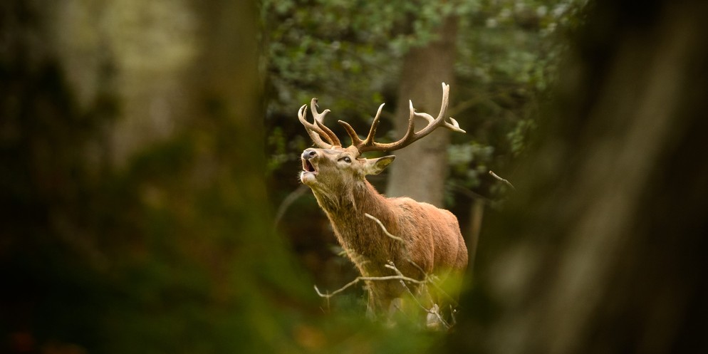 Der Rothirsch steht bei der diesjährigen Jagd im Fokus.