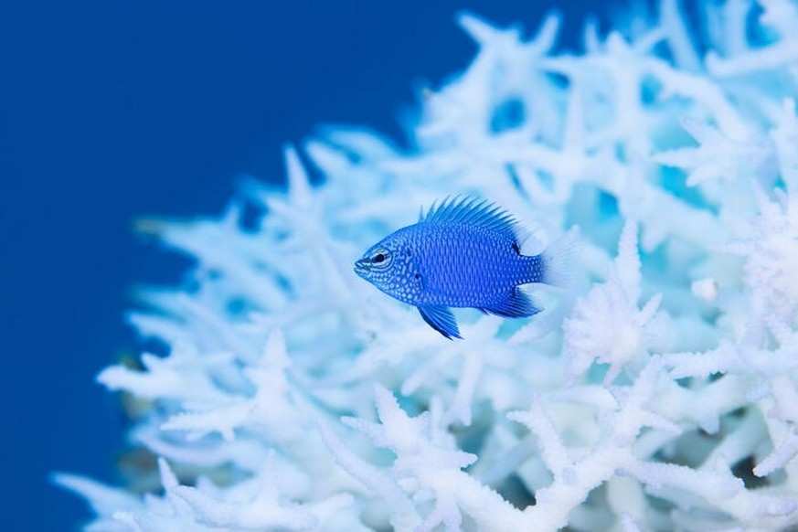 2025 Ocean Photographer Of The Year Awards