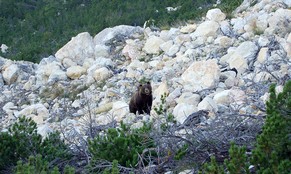 Reiste ohne Pass in die Schweiz und machte nur Probleme: Braunbär M13.