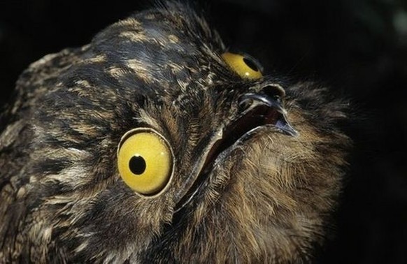 Potoo, Tagschläfer
https://imgur.com/gallery/zNIxJ