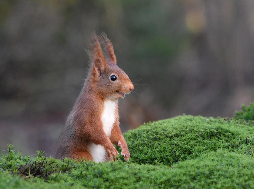 The Comedy Wildlife Photography Awards 2020
Femke van Willigen
Voorschoten
Netherlands
Phone: 
Email:
Title: The inside joke
Description: This Eurasian Red Squirrel was having a good day as he was smi ...