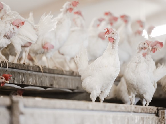 Legehennen in einem einem Huehnerstall, am Donnerstag, 9. Dezember 2021 in Wegenstetten. Nach Ausbruch einer hochansteckenden Variante der Vogelgrippe (Aviaeren Influenza) in Huentwangen, fuehren die  ...