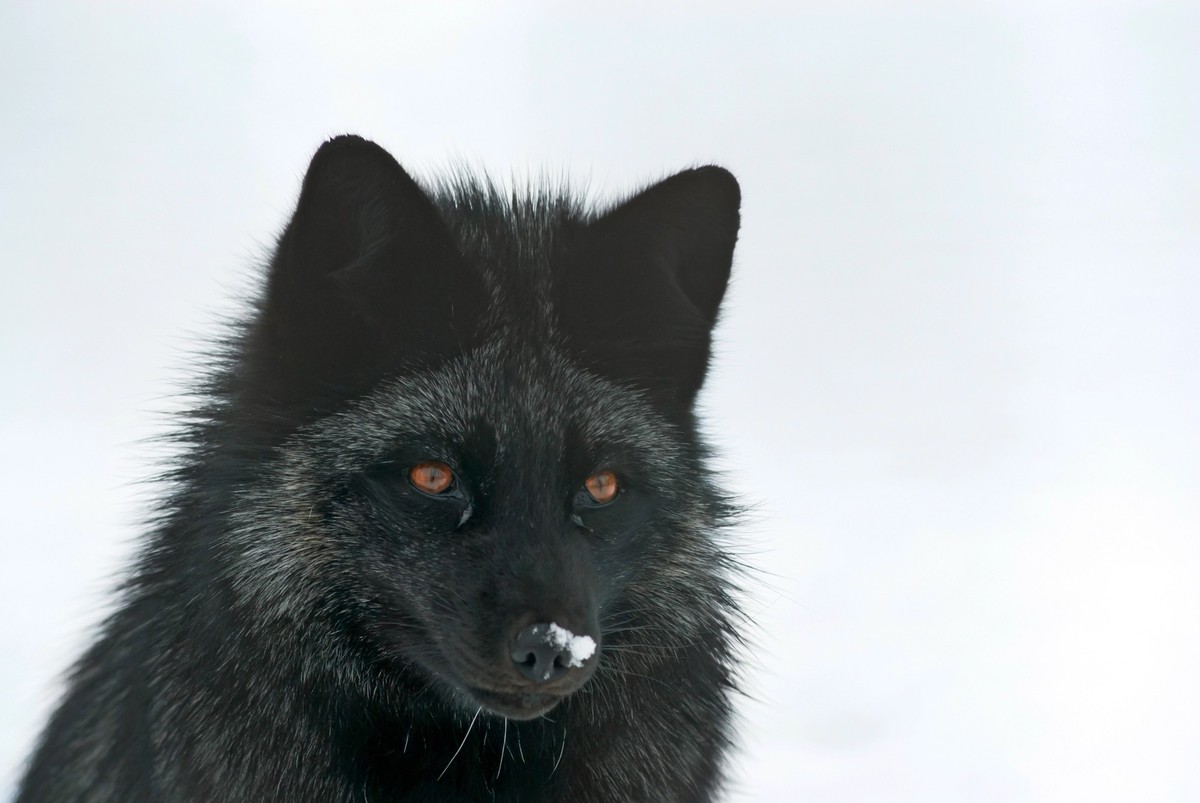 Portrait of a silver fox in Winter model released