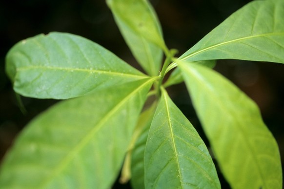 Iboga, Eboga, Eboka, Obona, Baum der Erkenntnis (Tabernanthe iboga, Tabernanthe bocca, Tabernanthe pubescens, Tabernanthe tenuiflora), Zweig Iboga, Black bugbane (Tabernanthe iboga, Tabernanthe bocca, ...