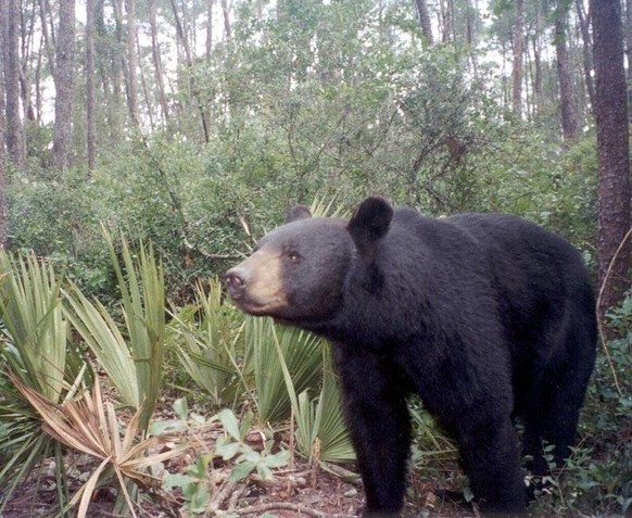 cute news tier bär

https://imgur.com/gallery/bear-Qvezigx#/t/aww