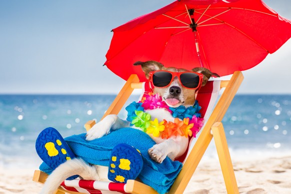 jack russel dog resting and relaxing on a hammock or beach chair under umbrella at the beach ocean shore, on summer vacation holidays