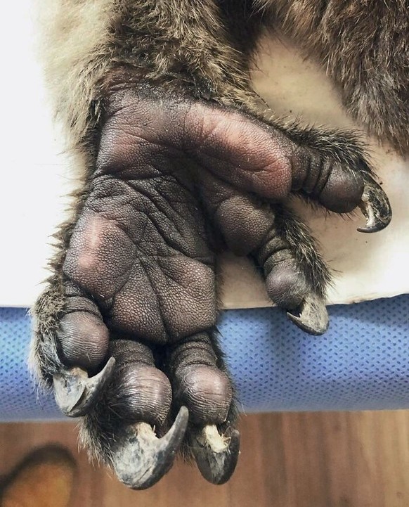 cute news tier koala

https://www.reddit.com/r/mildlyinteresting/comments/f4j0y8/a_hand_of_a_koala/