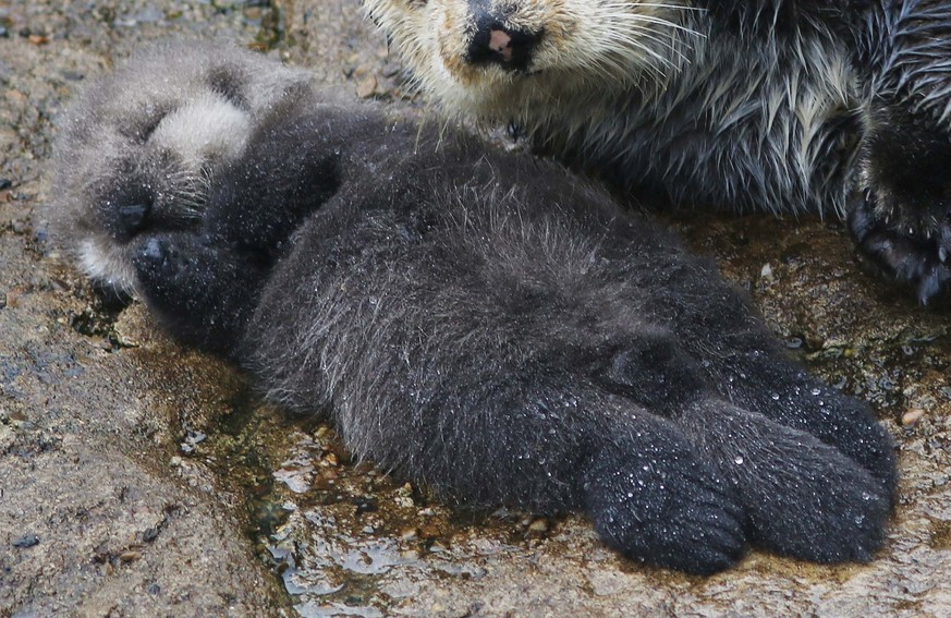 A one day old wild sea otter pup lies with its mother inside the Great Tide Pool at the Monterey Bay Aquarium in Monterey, California, December 21, 2015. It is not uncommon for sea otters to give birt ...