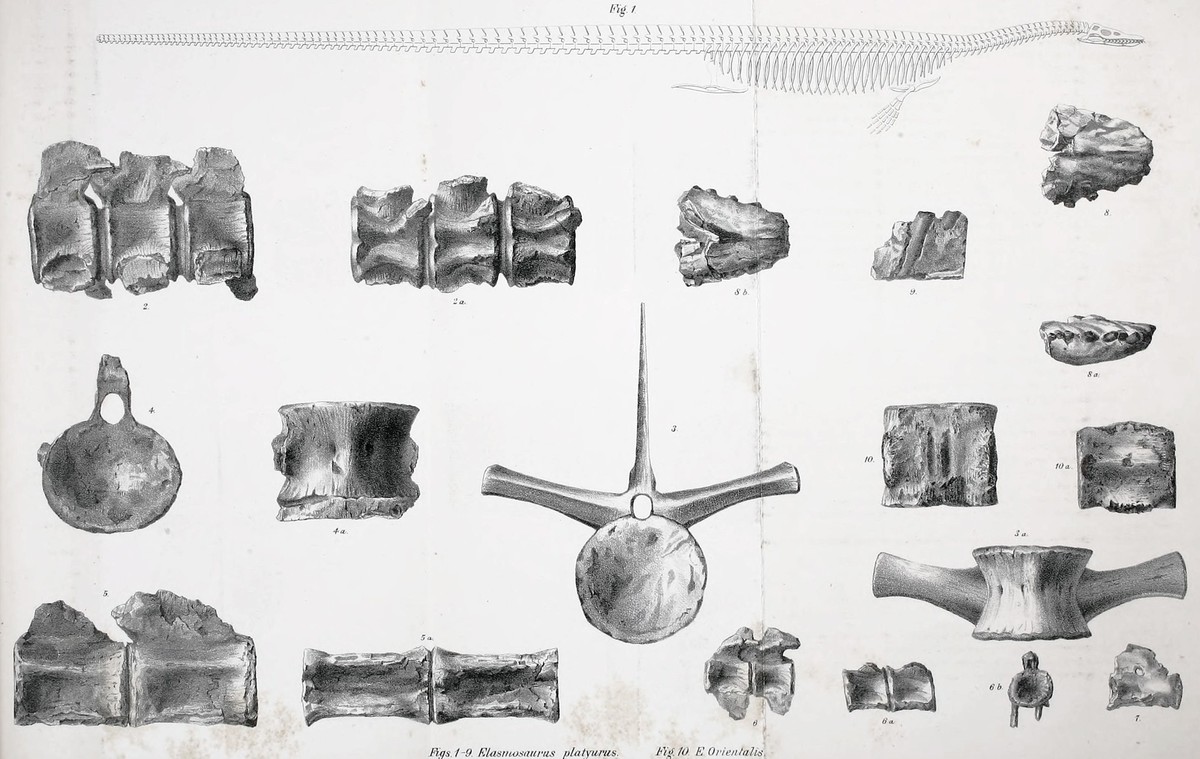 Cope's 1869 Rekonstruktion von Elasmosaurus oben, mit dem Kopf am falschen Ende und ohne Hinterbeine, und Holotypelemente von E. platyurus (1-9) und E. orientalis (10) unten. 1869