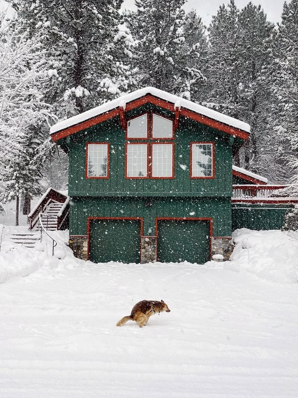 Lustige Tierbilder: Hund kackt im Schnee